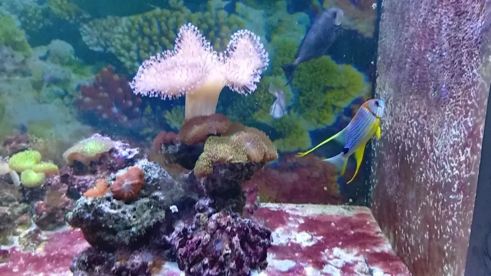 Aquarium-service