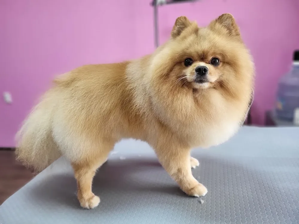 Грумінг салон Fluffy Tail