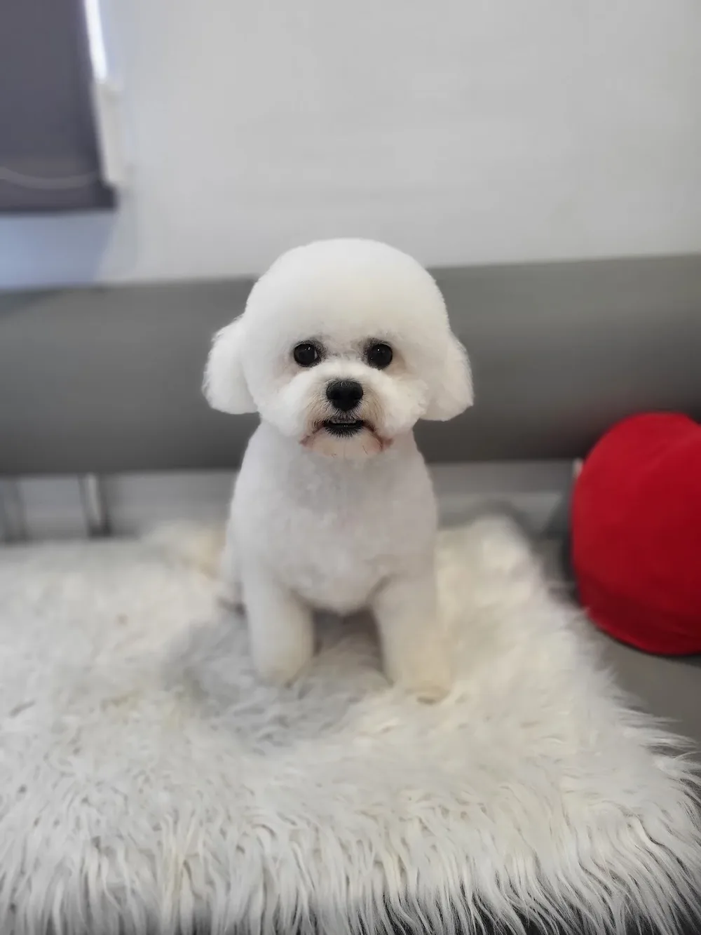 Грумінг салон Fluffy Tail