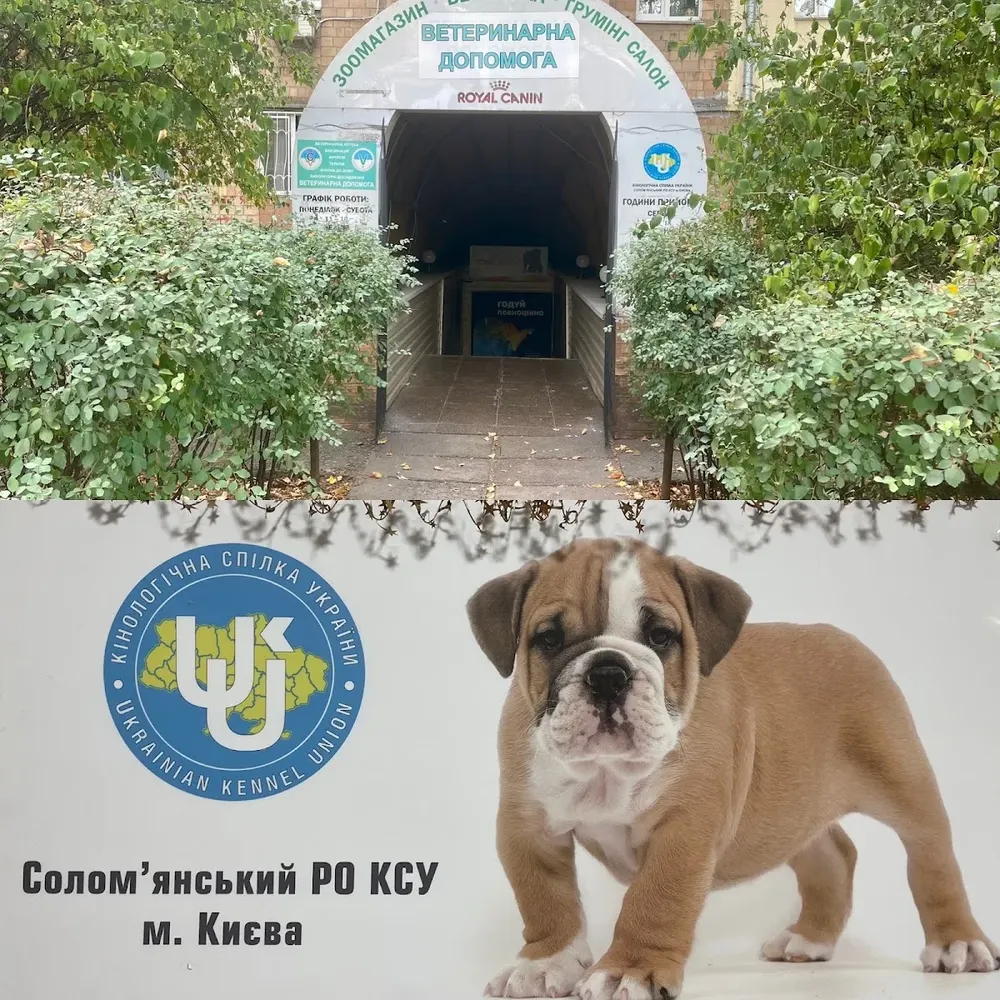 Кінологічна Спілка України. Соломʼянське відділення КСУ у м.Києві