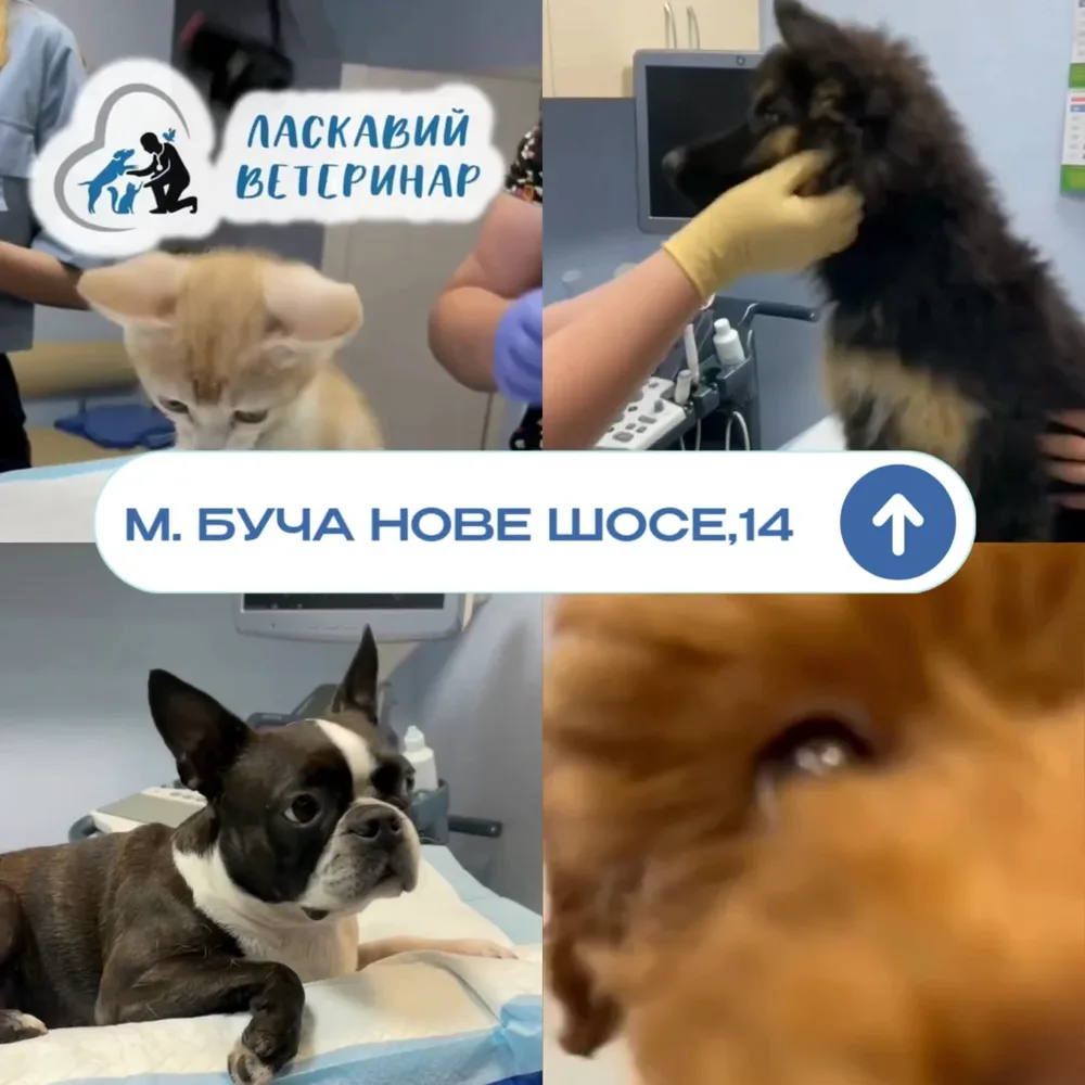 Ласкавий Ветеринар Буча - 3