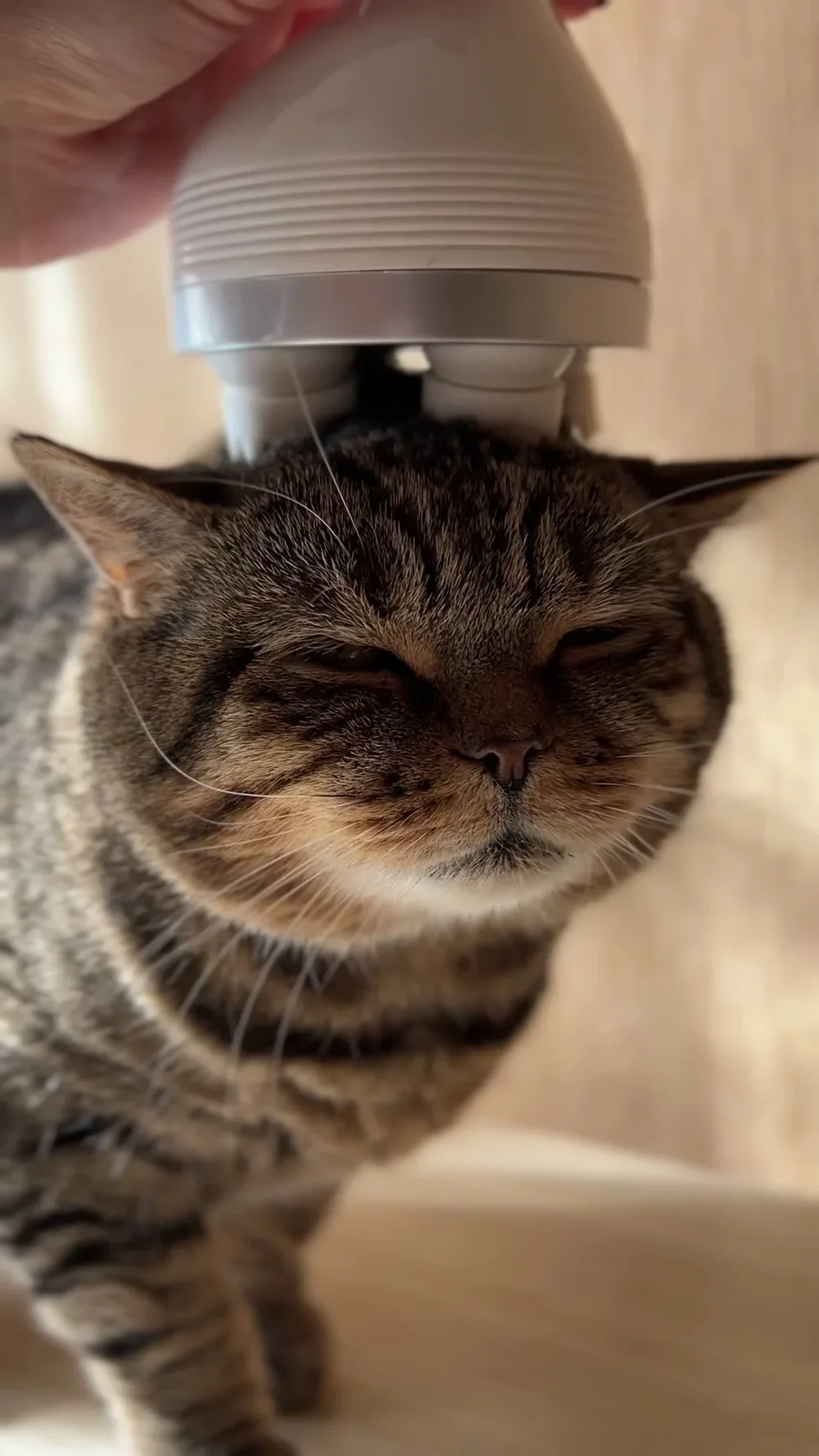 Отель для кошек 