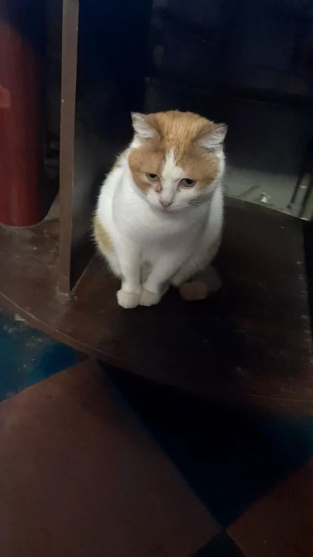 Притулок для тварин КМР