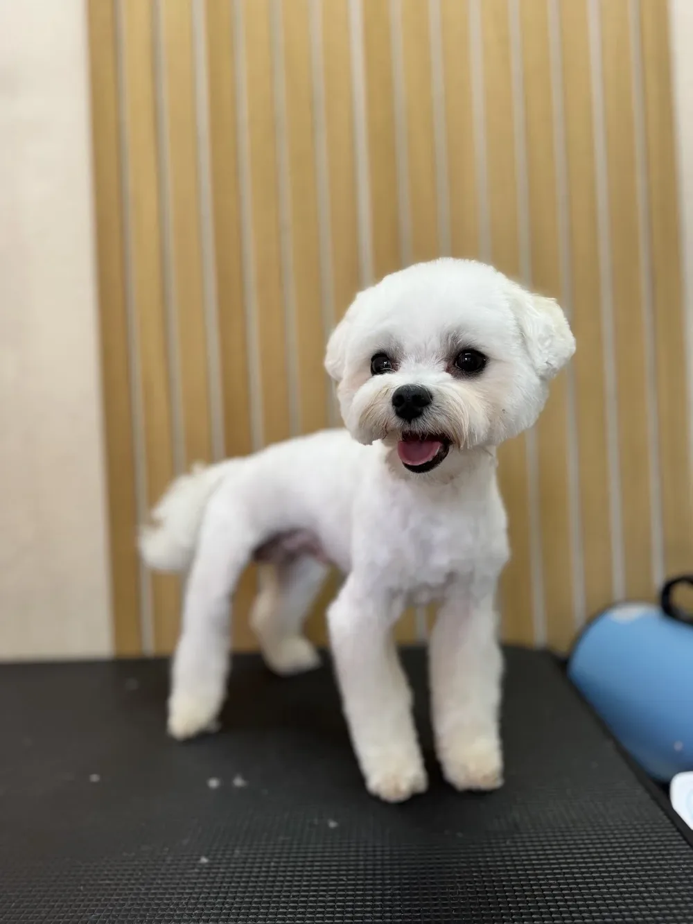 Happy grooming