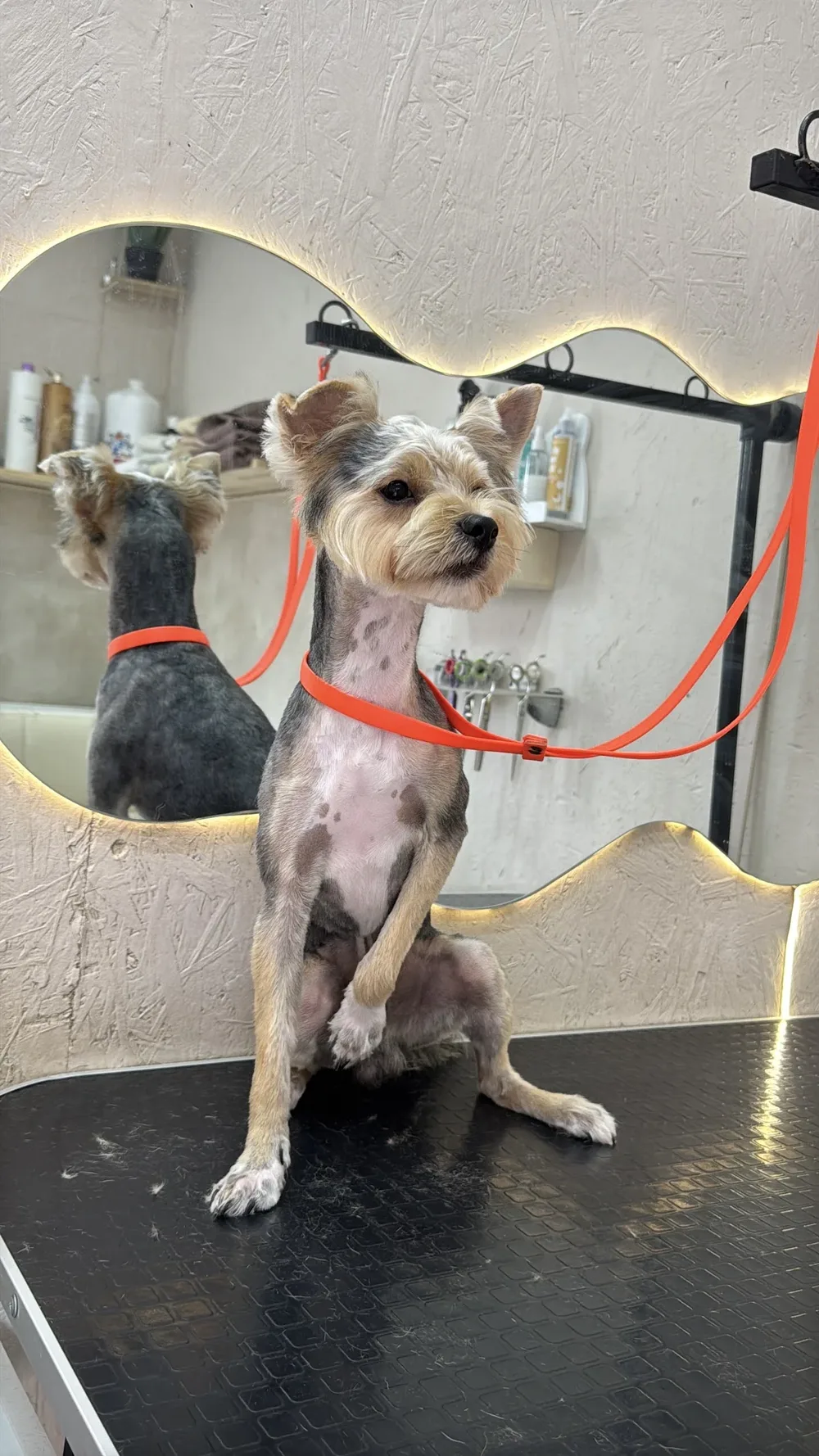 Happy grooming