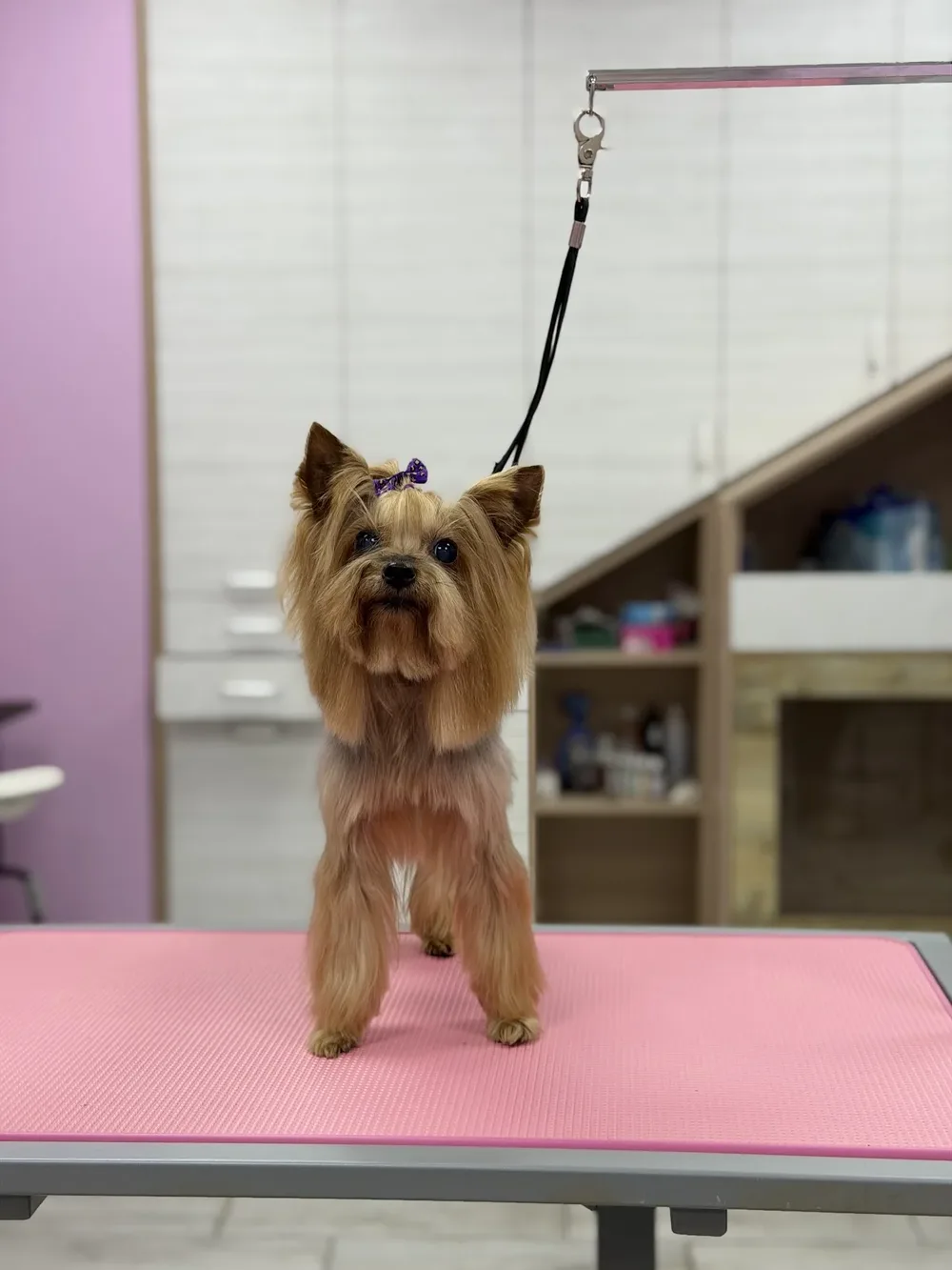 Happy Pets Grooming & Spa Salon