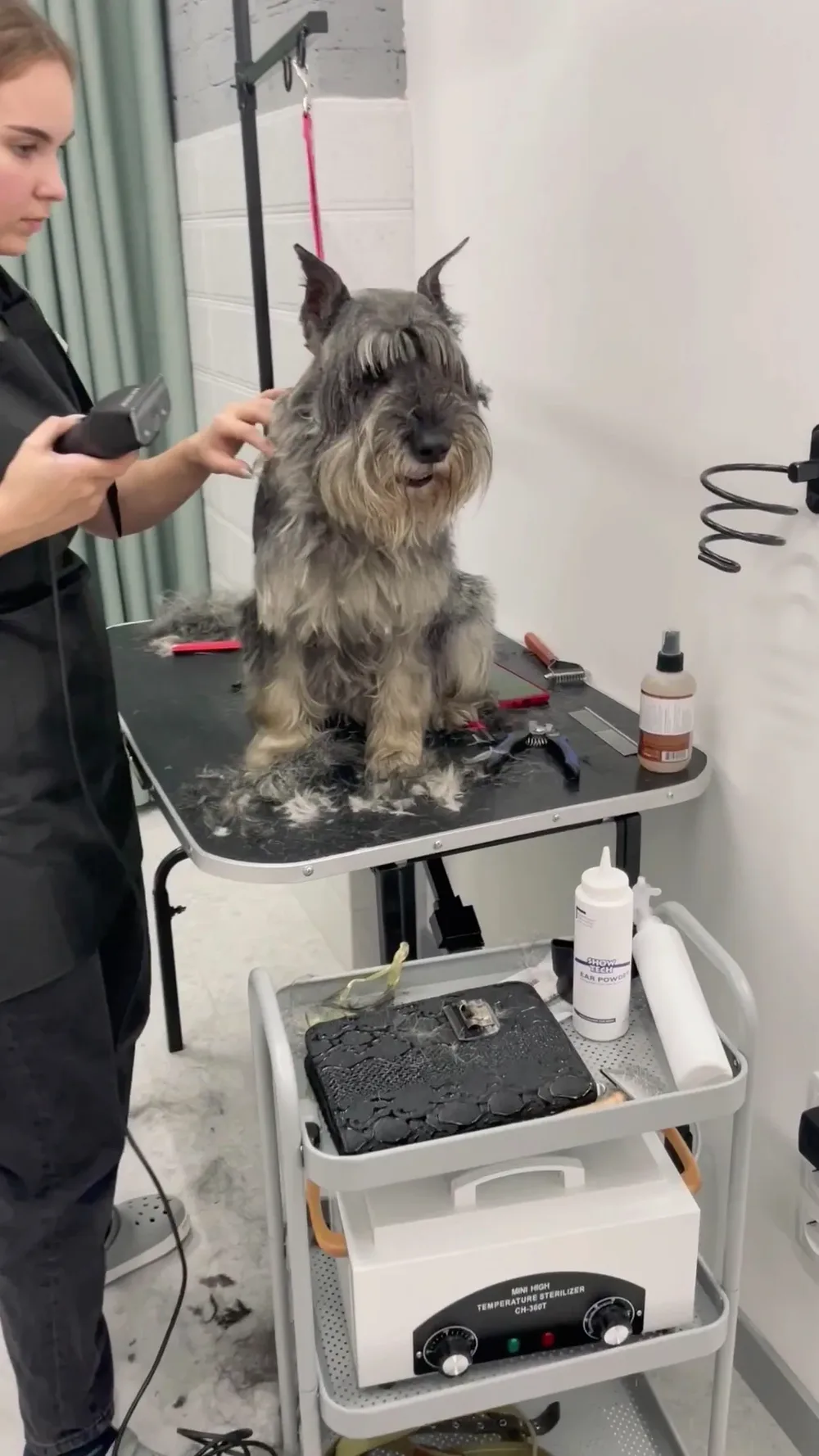 OH! my DOG grooming