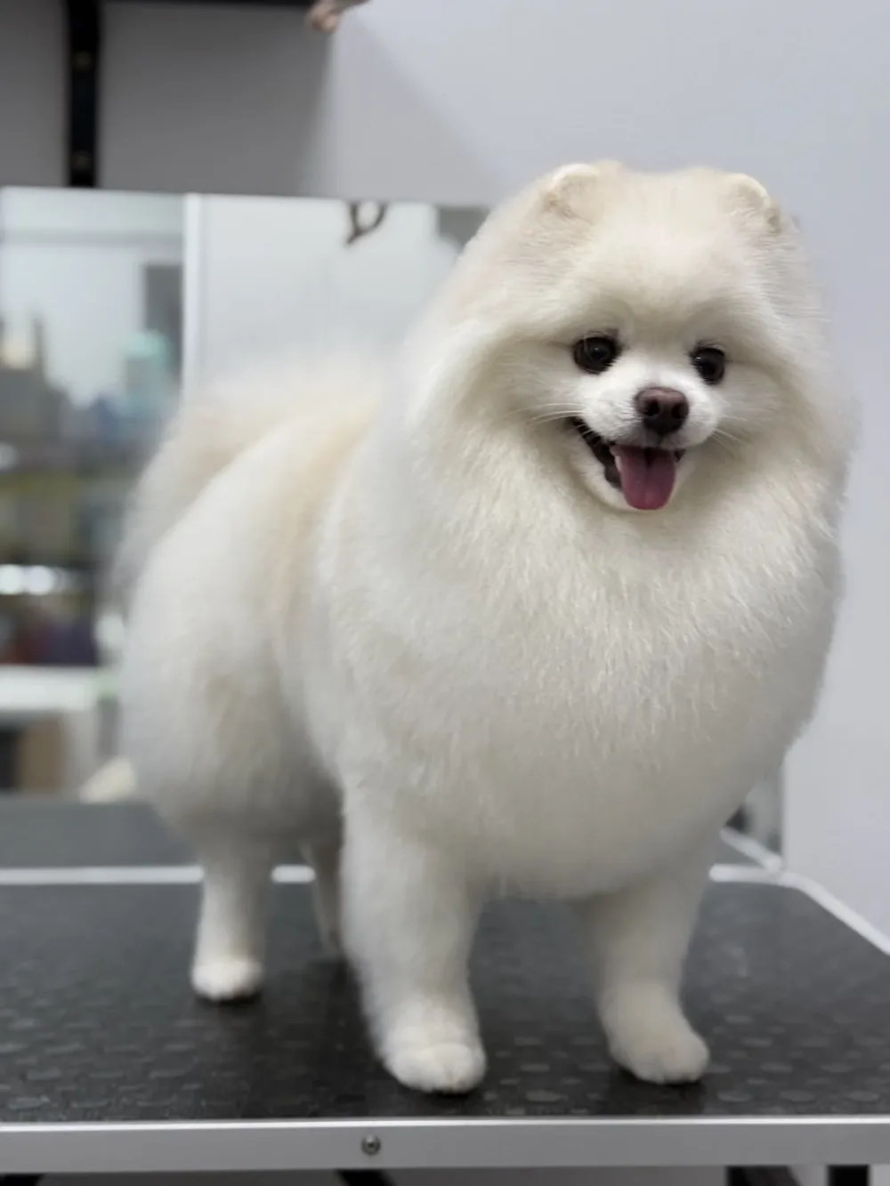 VeryWell Grooming & shop