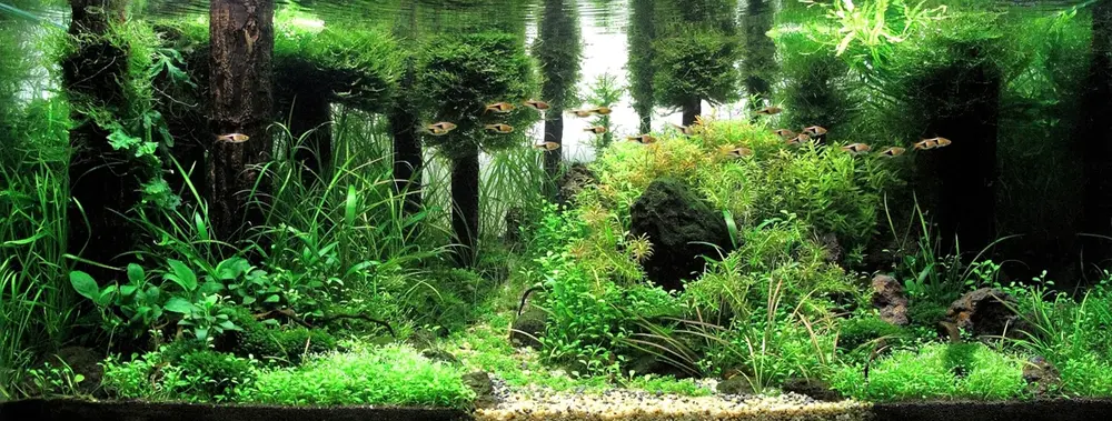 worldfish